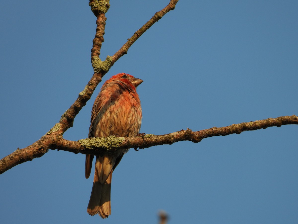 House Finch - ML622964850