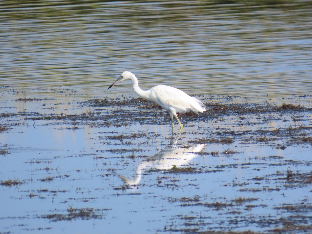 Little Blue Heron - ML622964851