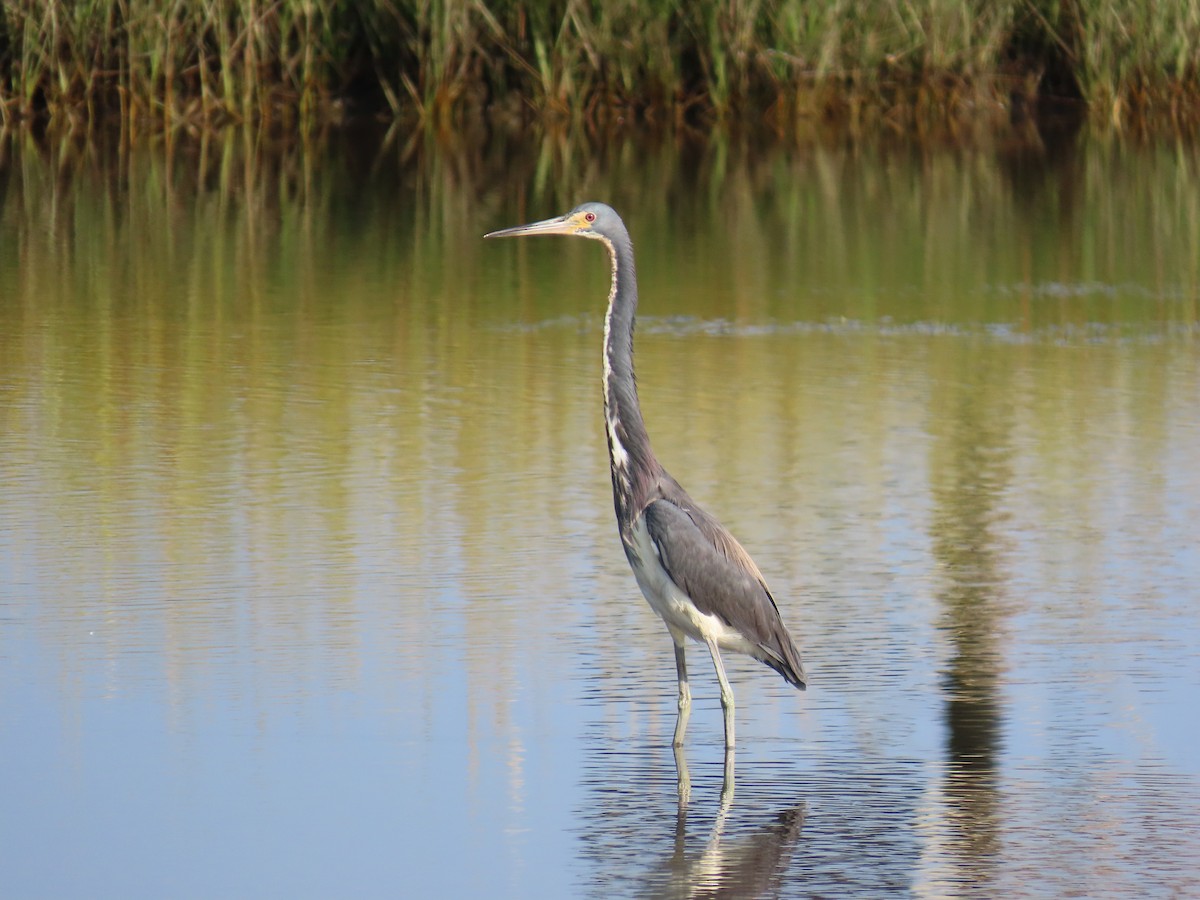 Tricolored Heron - ML622964857