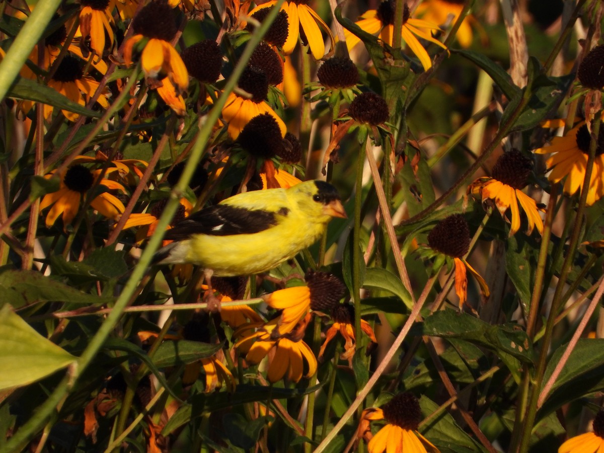 American Goldfinch - ML622964858