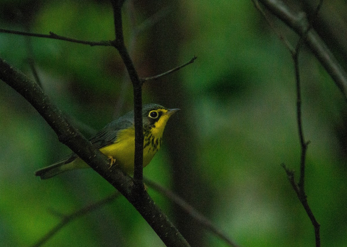 Canada Warbler - ML622964933