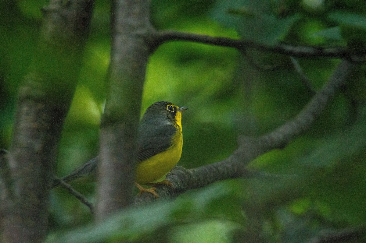 Canada Warbler - ML622964934