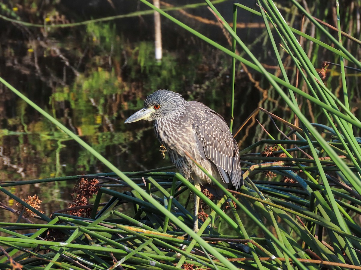 Yellow-crowned Night Heron - ML622965028