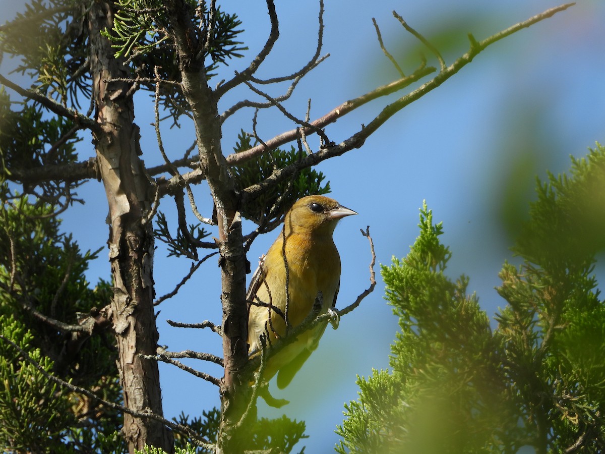 Baltimore Oriole - ML622965047