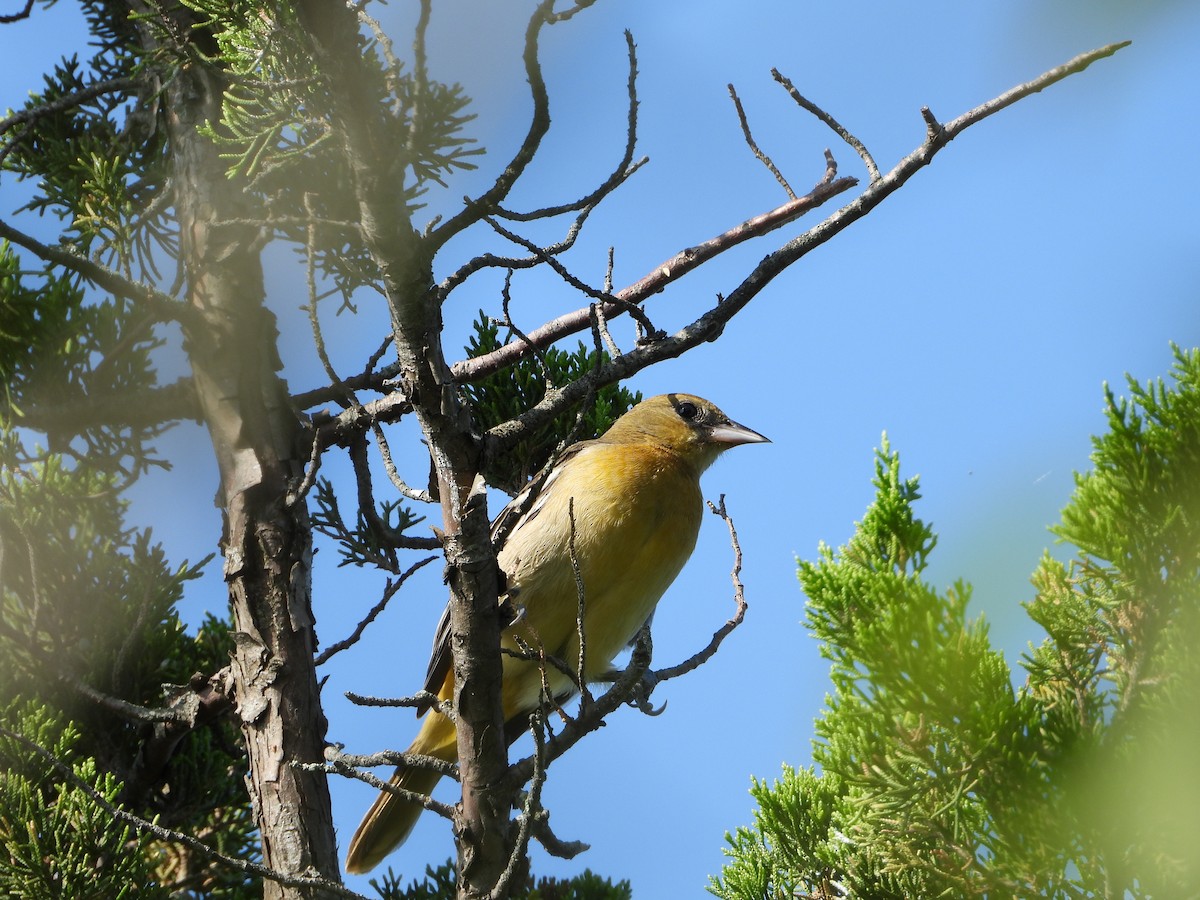 Baltimore Oriole - ML622965048