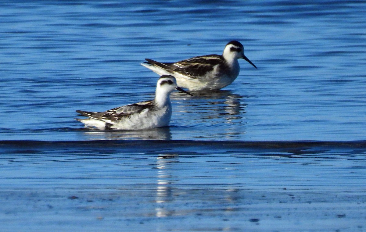 Red-necked Phalarope - ML622965143