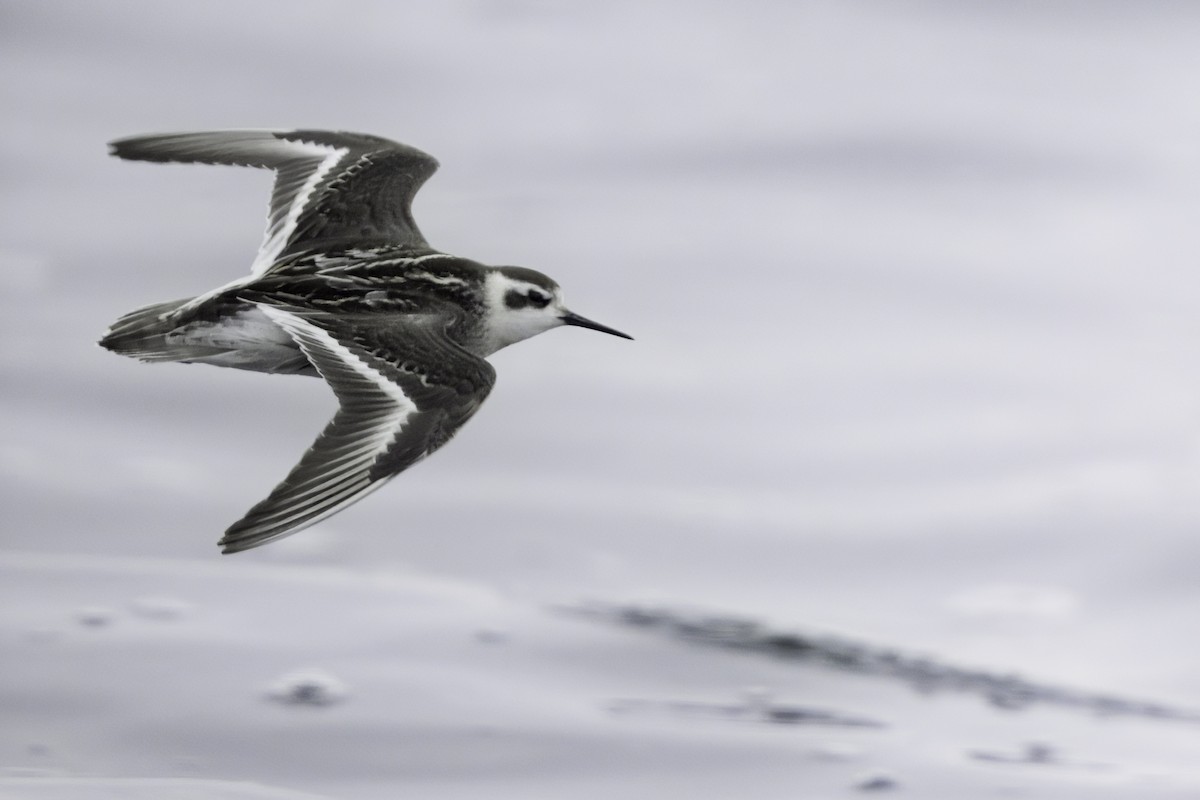 Red-necked Phalarope - ML622965245