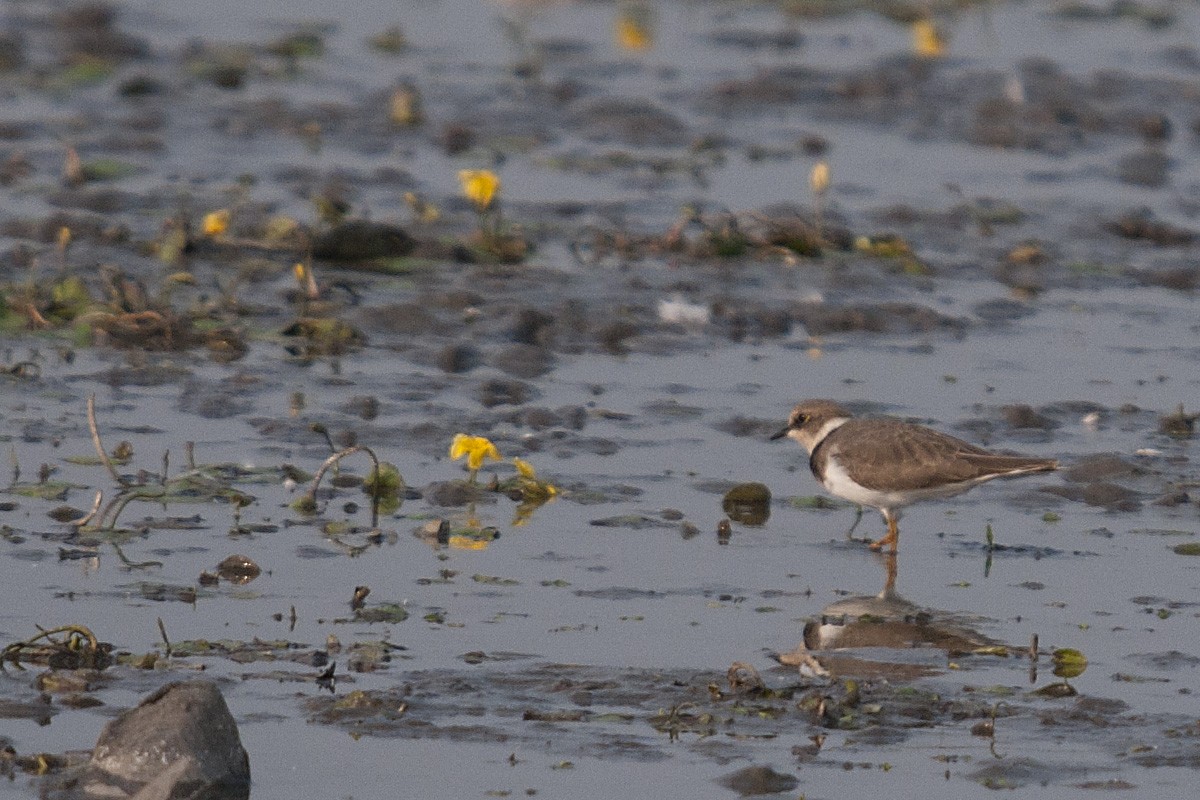 Little Ringed Plover - ML622965317