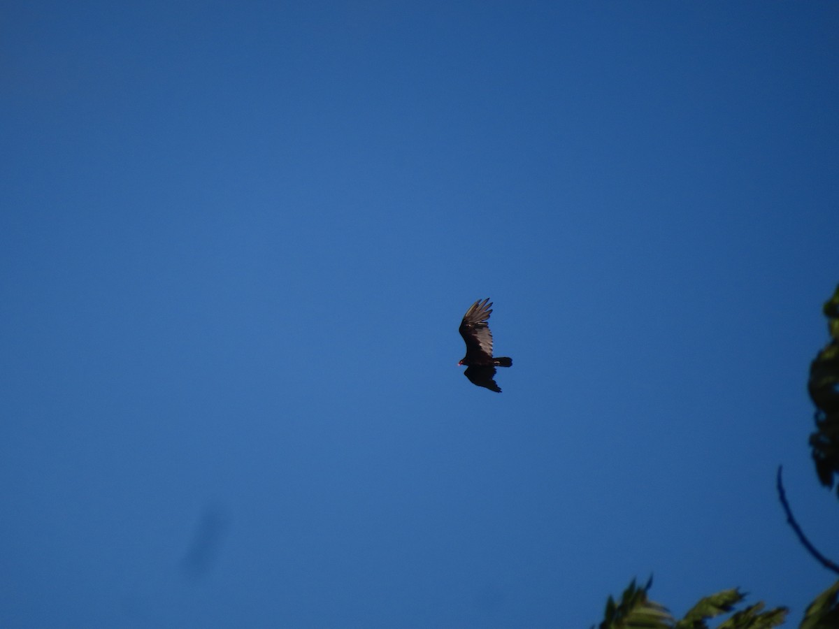 Turkey Vulture - ML622965378