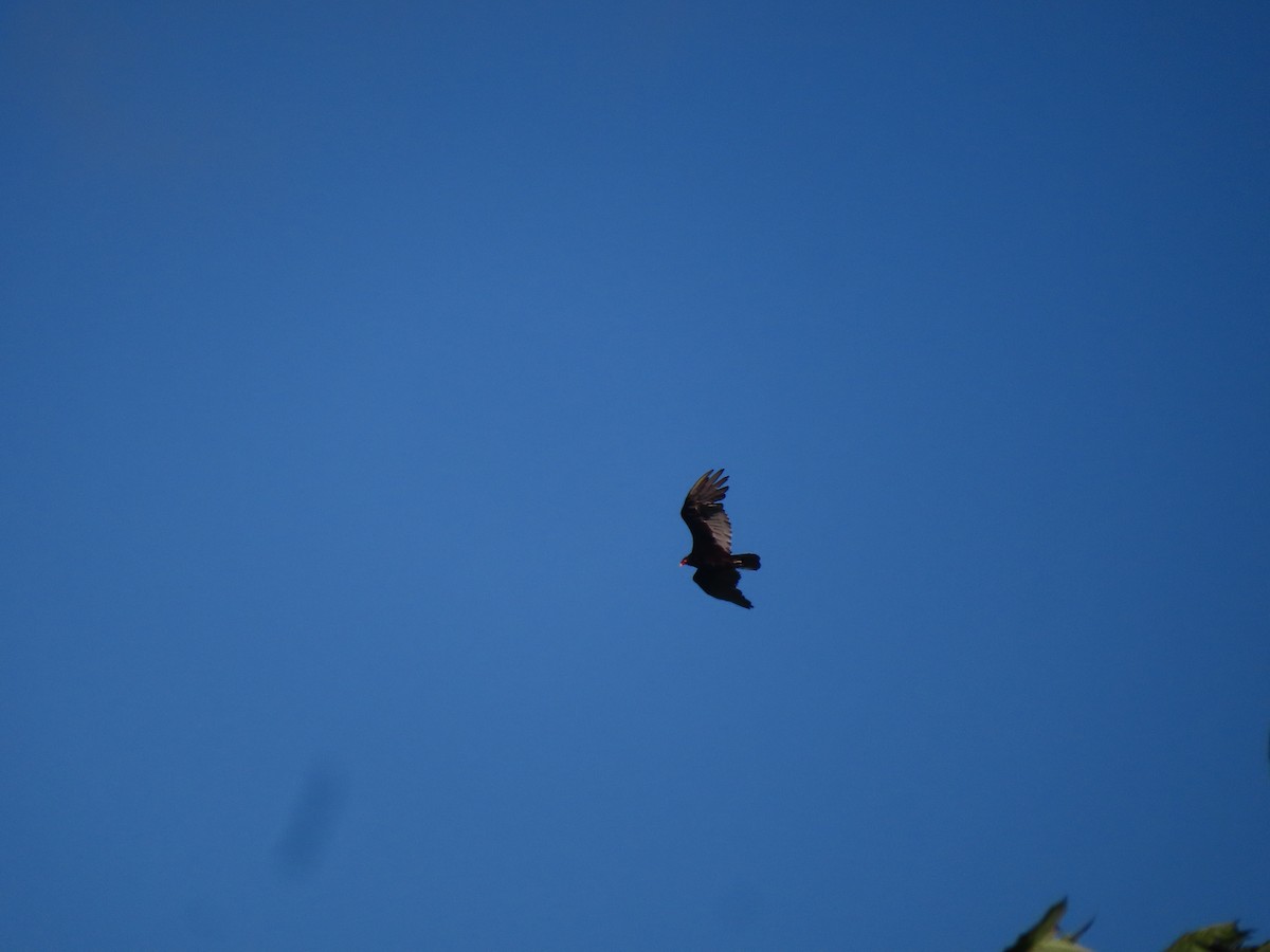 Turkey Vulture - ML622965385