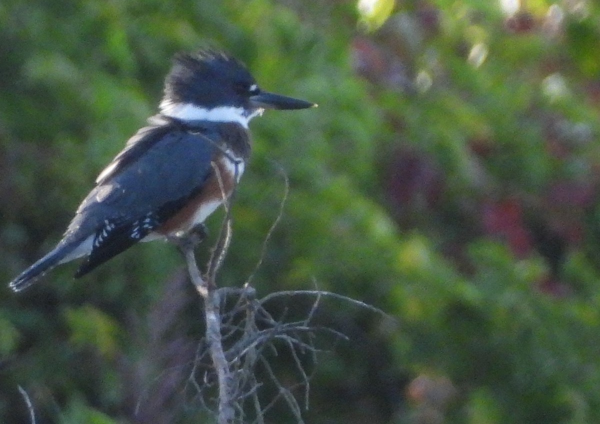 Belted Kingfisher - ML622965393
