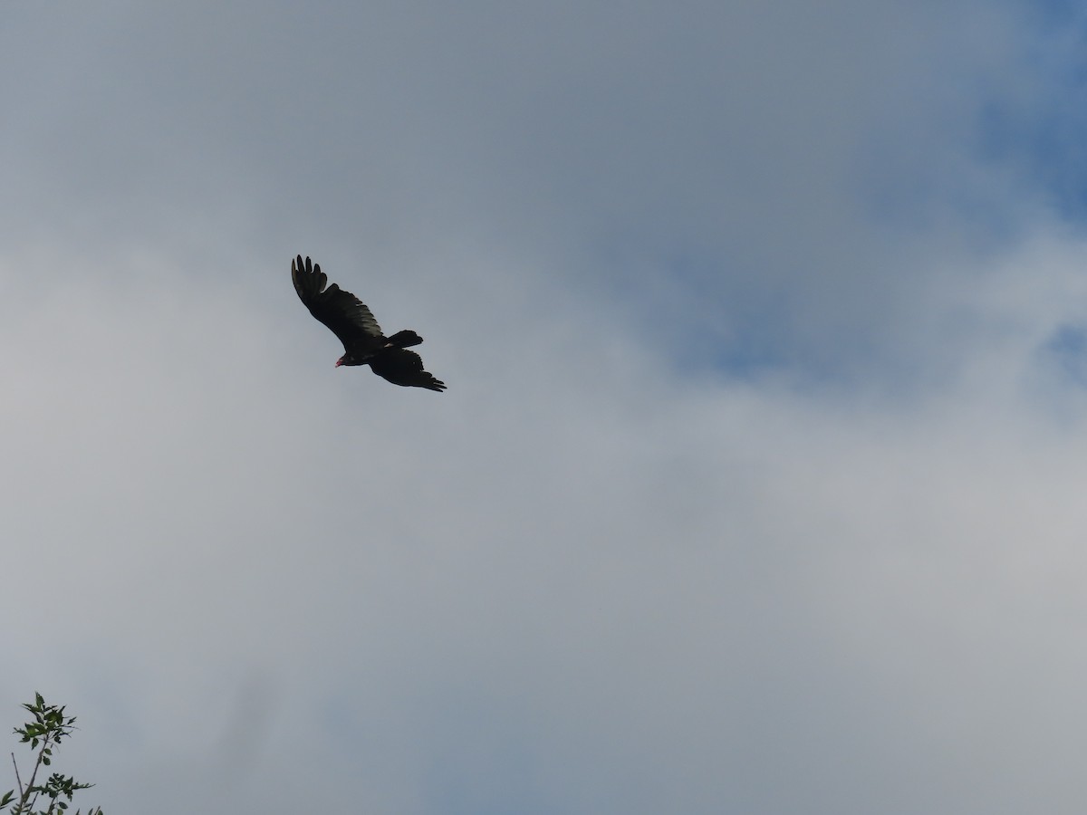 Turkey Vulture - ML622965394