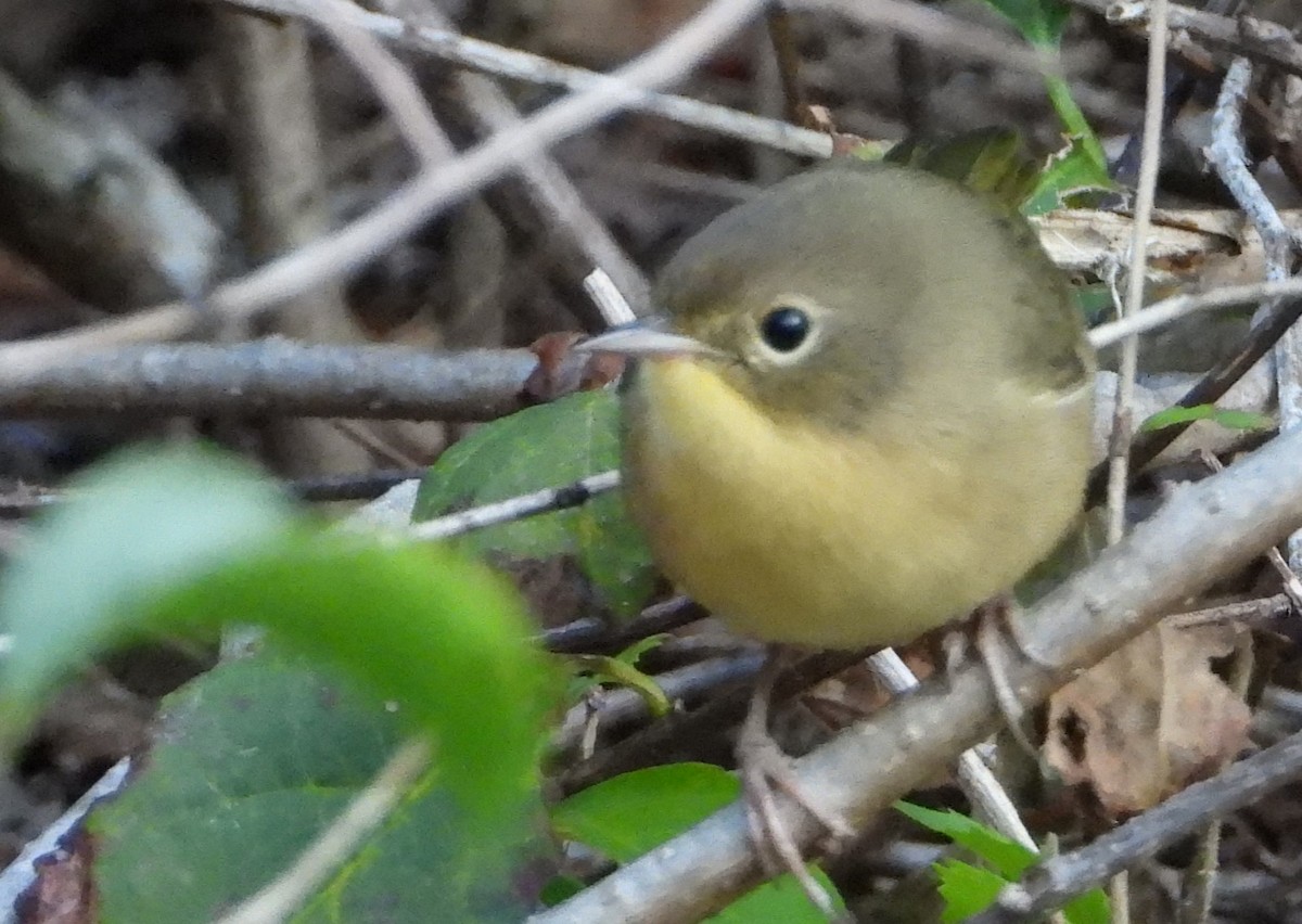Common Yellowthroat - ML622965402