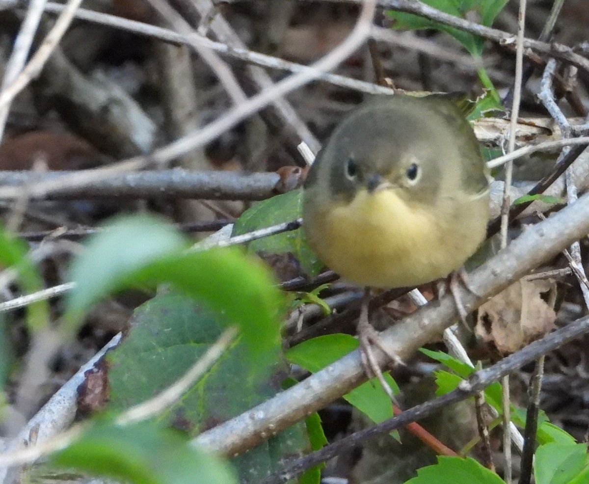 Common Yellowthroat - ML622965403