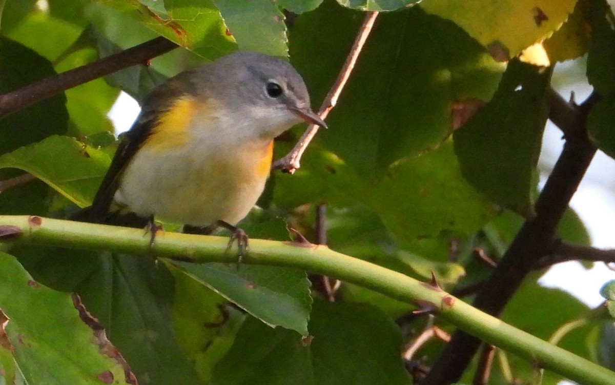 American Redstart - ML622965408