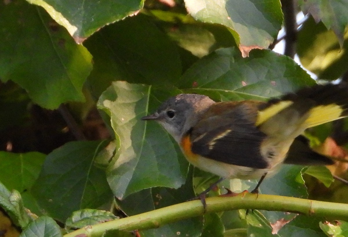 American Redstart - ML622965409