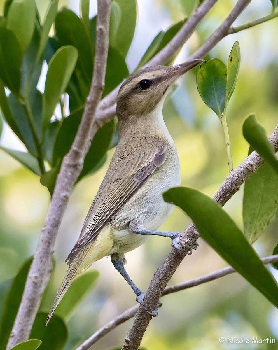 Black-whiskered Vireo - ML622965445