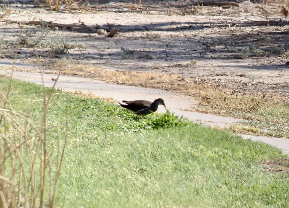 Common Gallinule - ML622965451