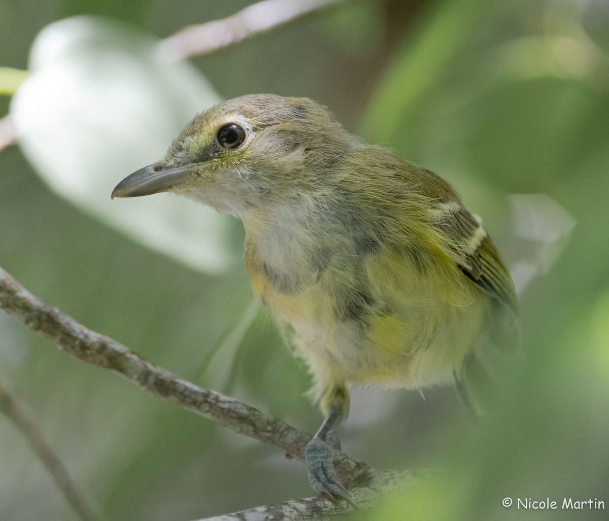 Vireo Piquigrueso - ML622965508