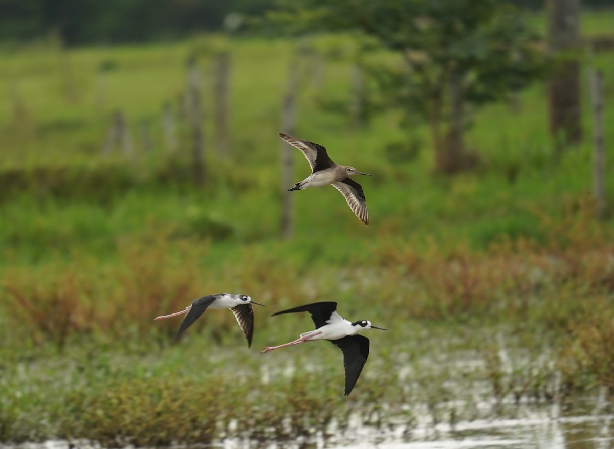 Hudsonian Godwit - ML622965535