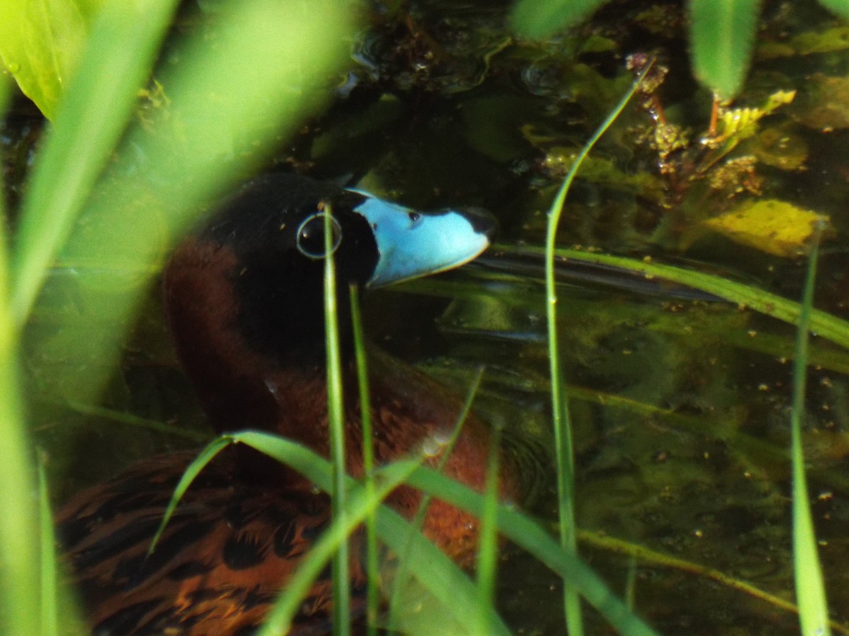 Masked Duck - ML622965594