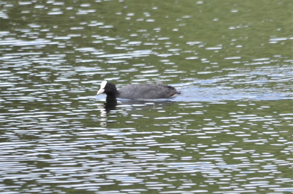 Eurasian Coot - ML62296571