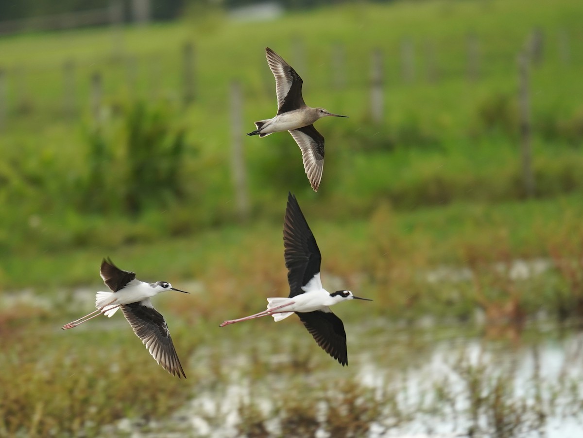 Hudsonian Godwit - ML622965730