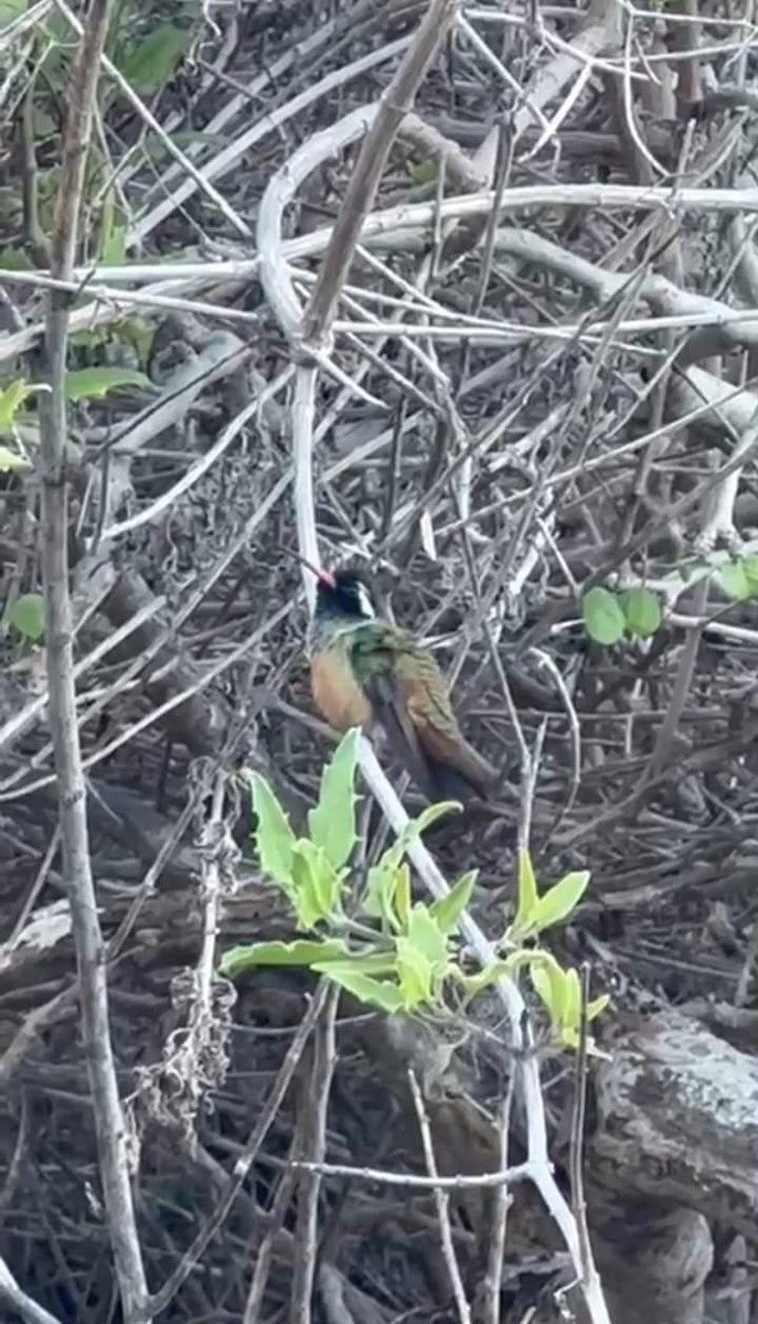 Xantus's Hummingbird - ML622965731