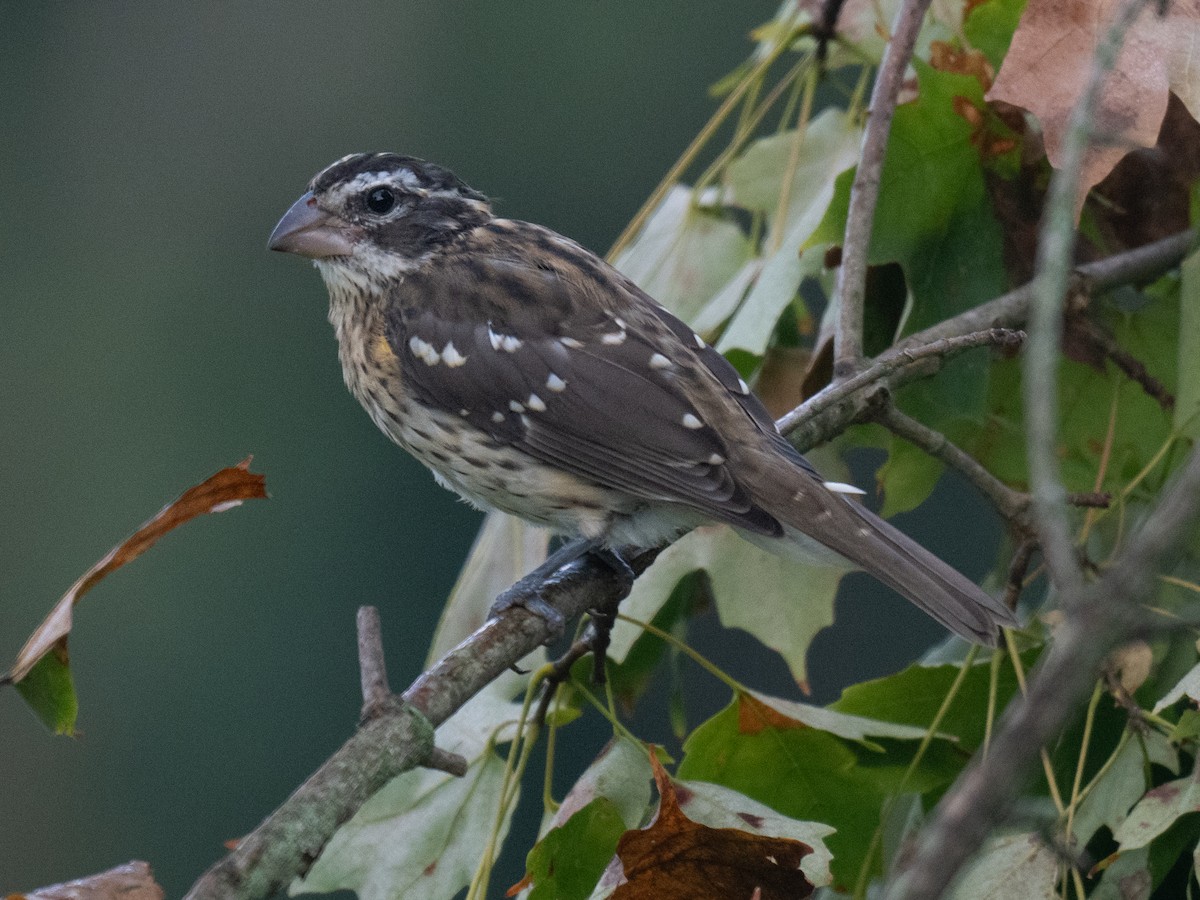 Rose-breasted Grosbeak - ML622965747