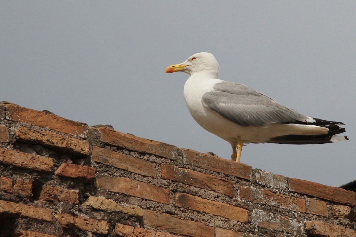 Yellow-legged Gull (michahellis) - ML622965883