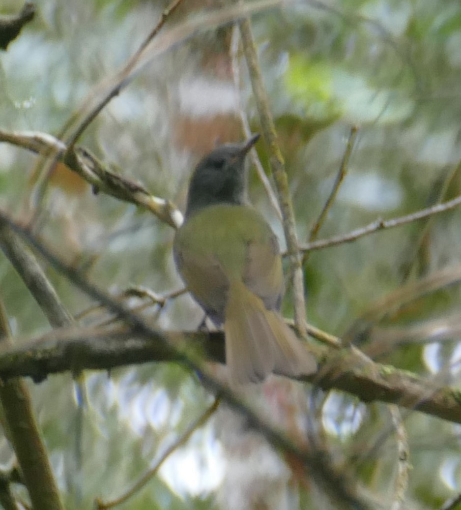 Gray-hooded Flycatcher - ML622965909