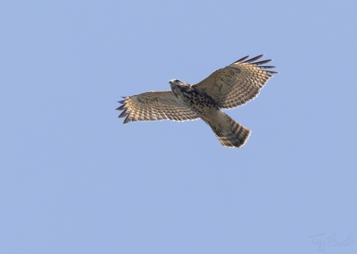 Red-shouldered Hawk - ML622966105