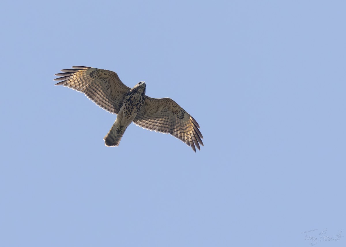 Red-shouldered Hawk - ML622966106