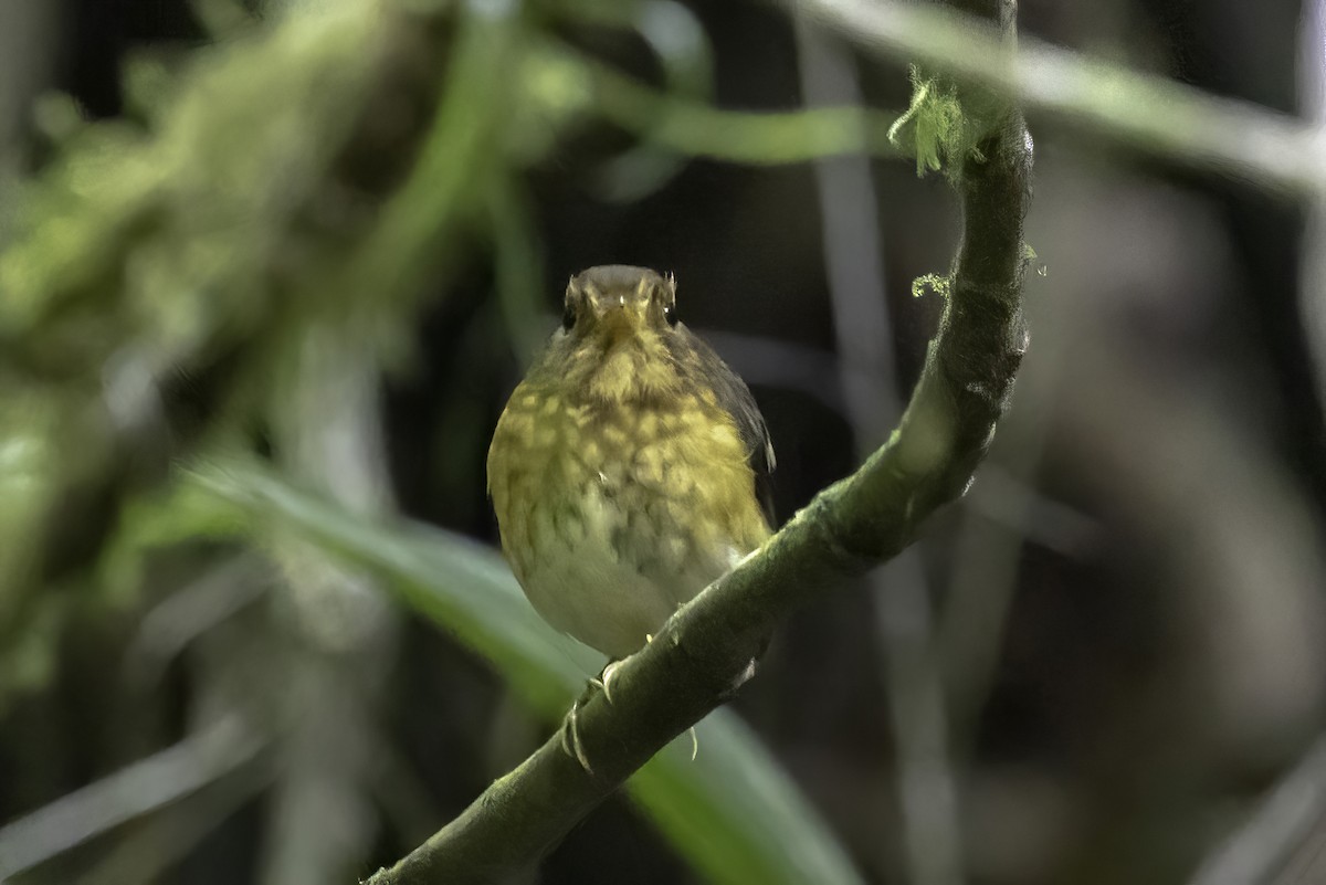 Ochre-breasted Antpitta - ML622966128