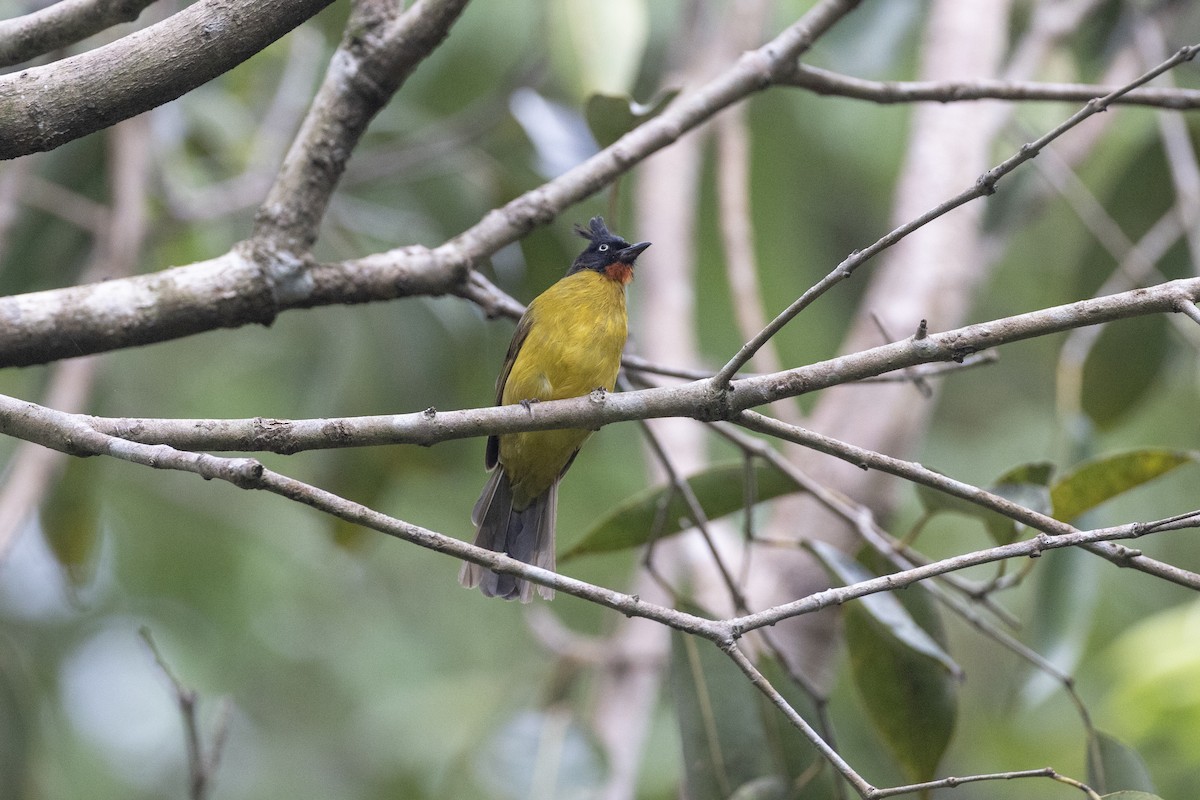 Black-crested Bulbul - ML622966135