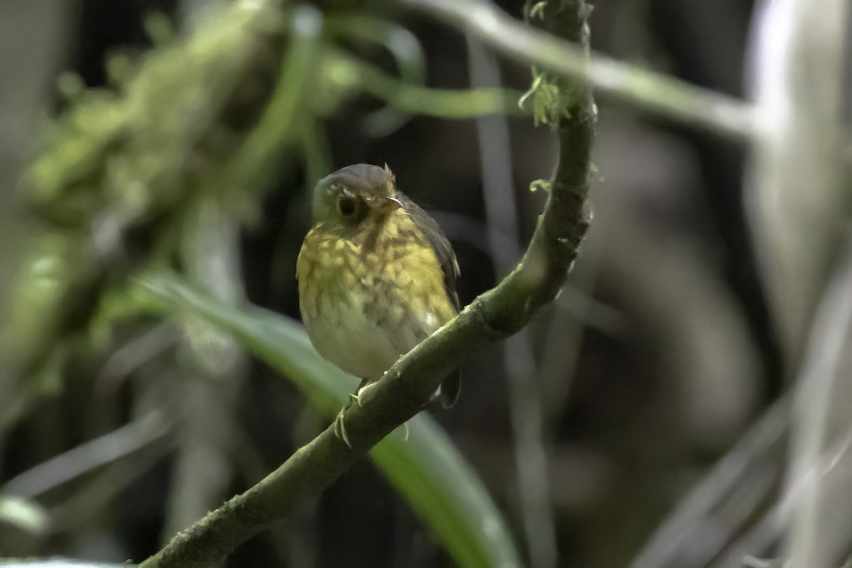 Ochre-breasted Antpitta - Jeanne Verhulst