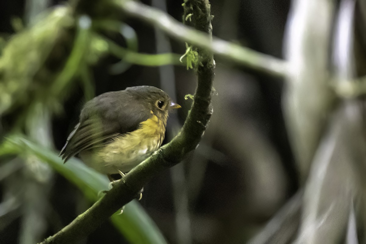 Ochre-breasted Antpitta - ML622966145