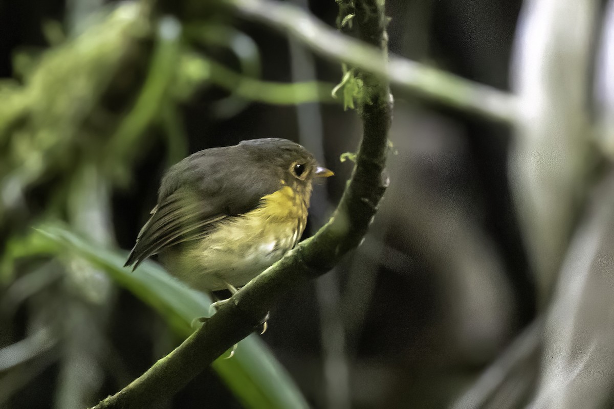 Ochre-breasted Antpitta - ML622966154