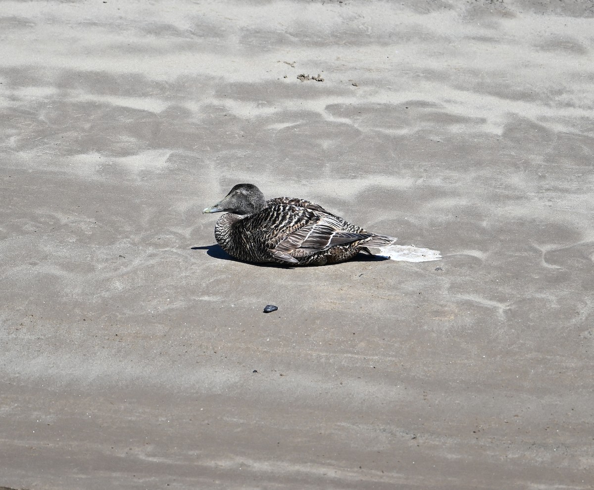 Common Eider (Eurasian) - ML622966157