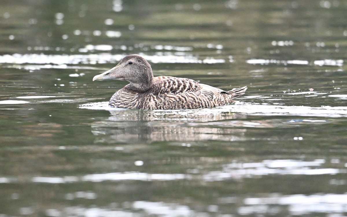 Common Eider (Eurasian) - ML622966158