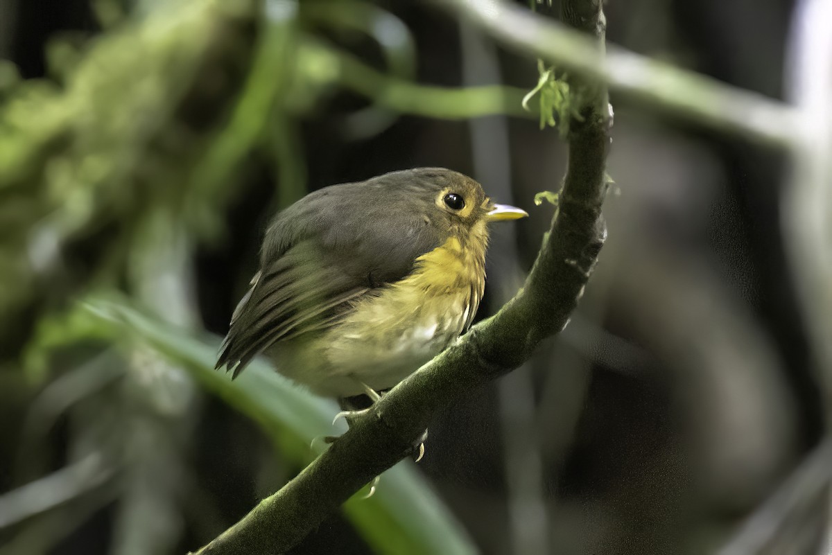 Ochre-breasted Antpitta - ML622966159