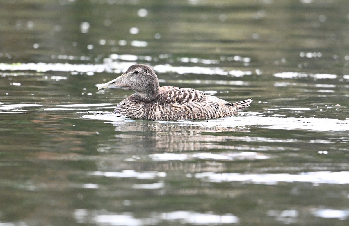 Common Eider (Eurasian) - ML622966160