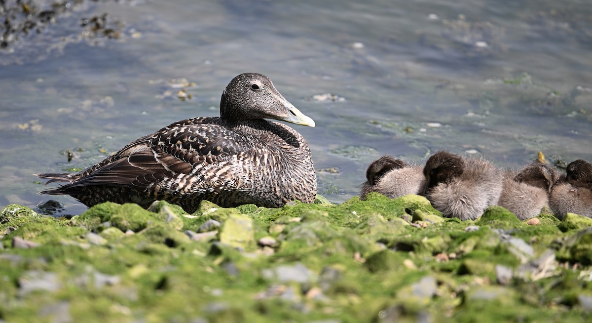 Common Eider (Eurasian) - ML622966161