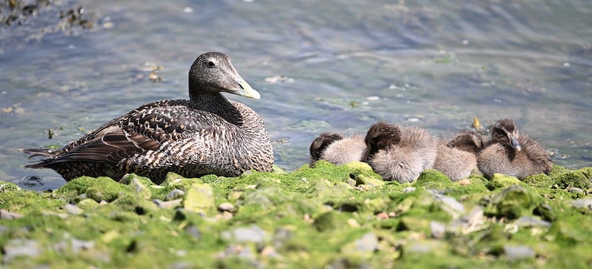 Common Eider (Eurasian) - ML622966162