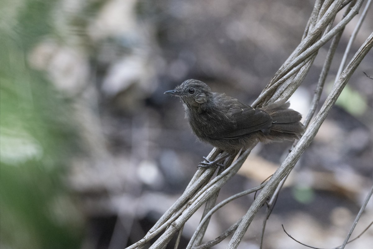 Rufous Limestone Babbler - ML622966170