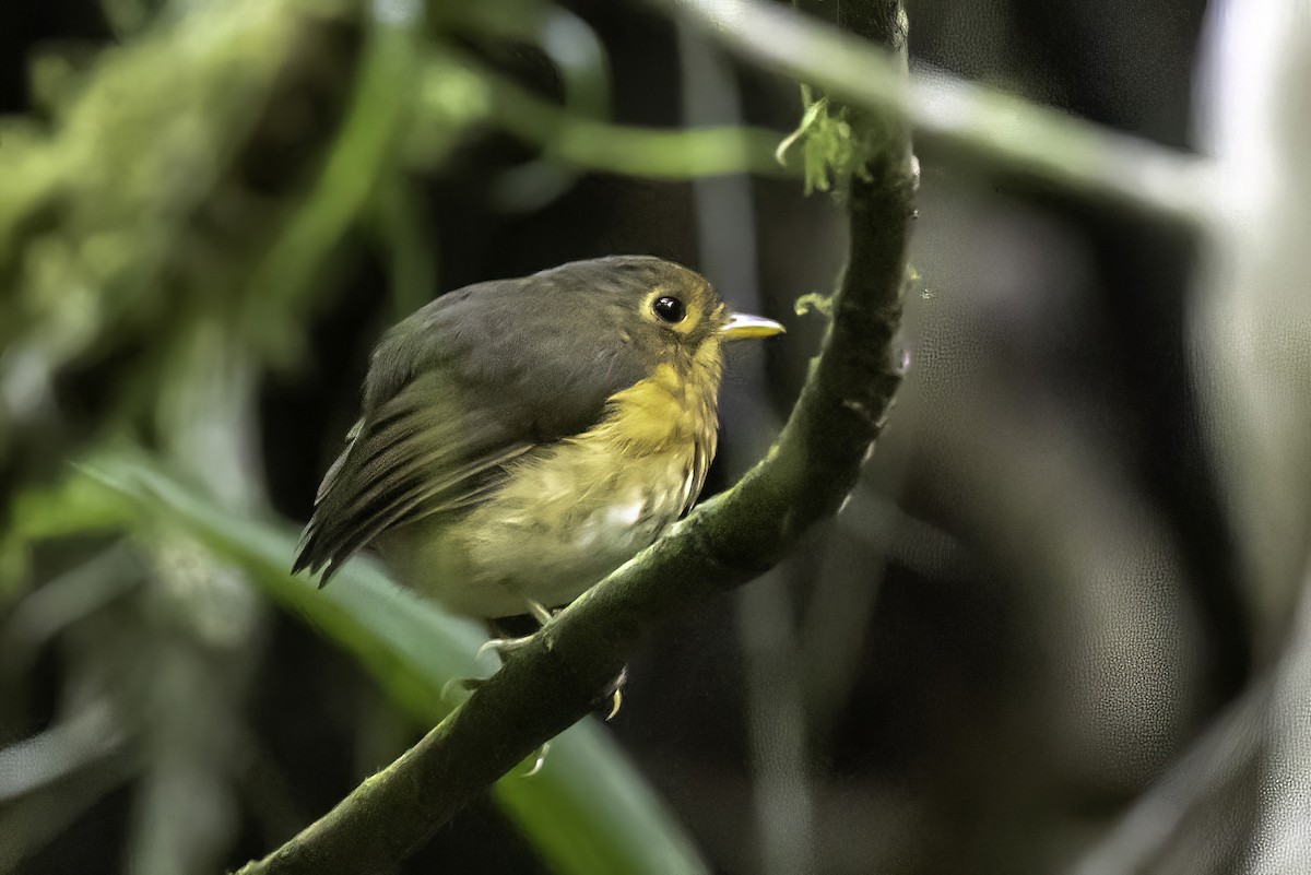 Ochre-breasted Antpitta - ML622966171