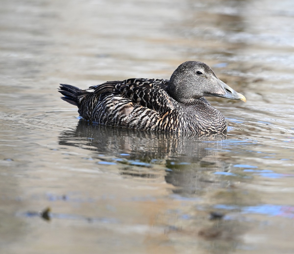 Common Eider (Eurasian) - ML622966184