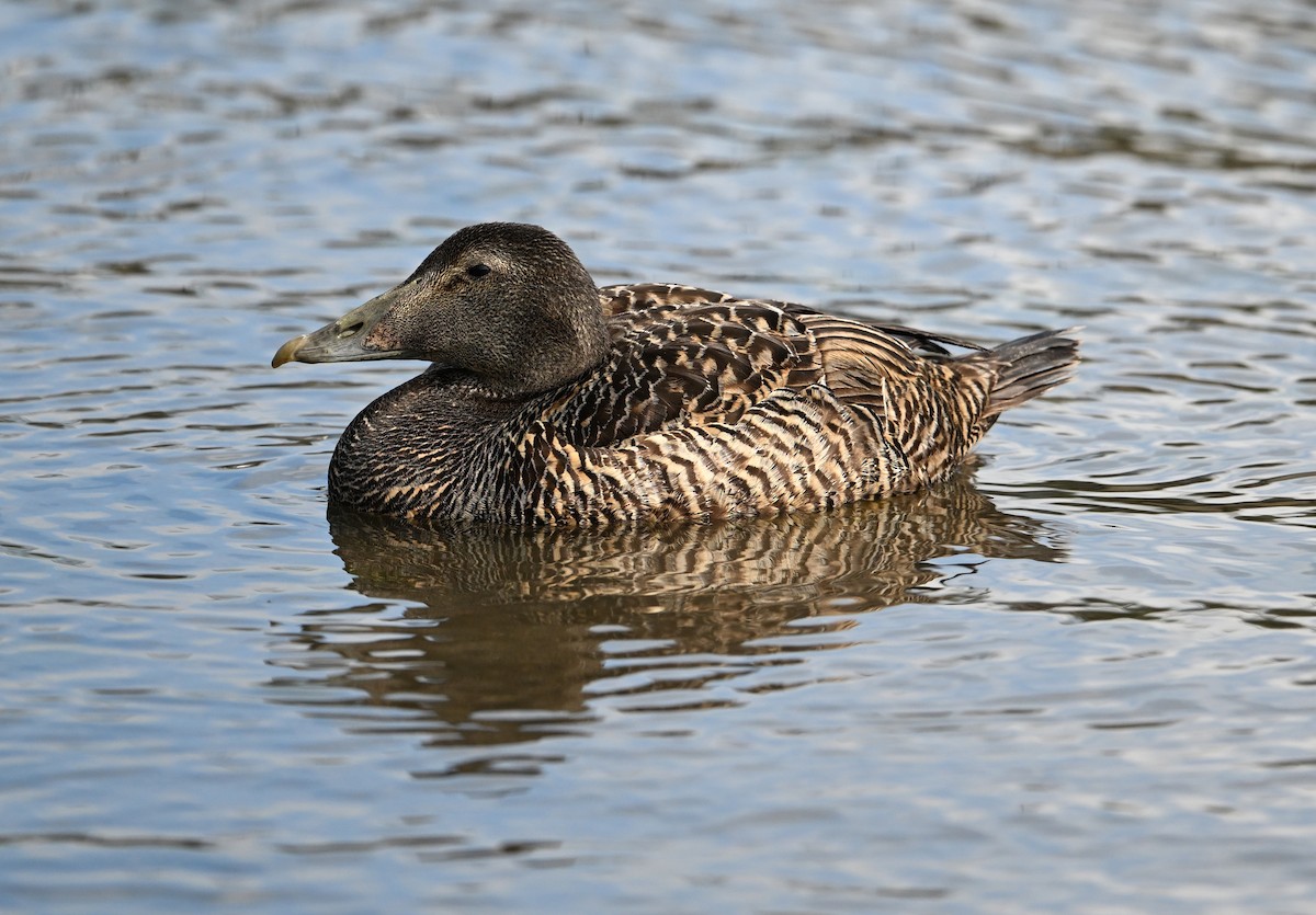 Common Eider (Eurasian) - ML622966185