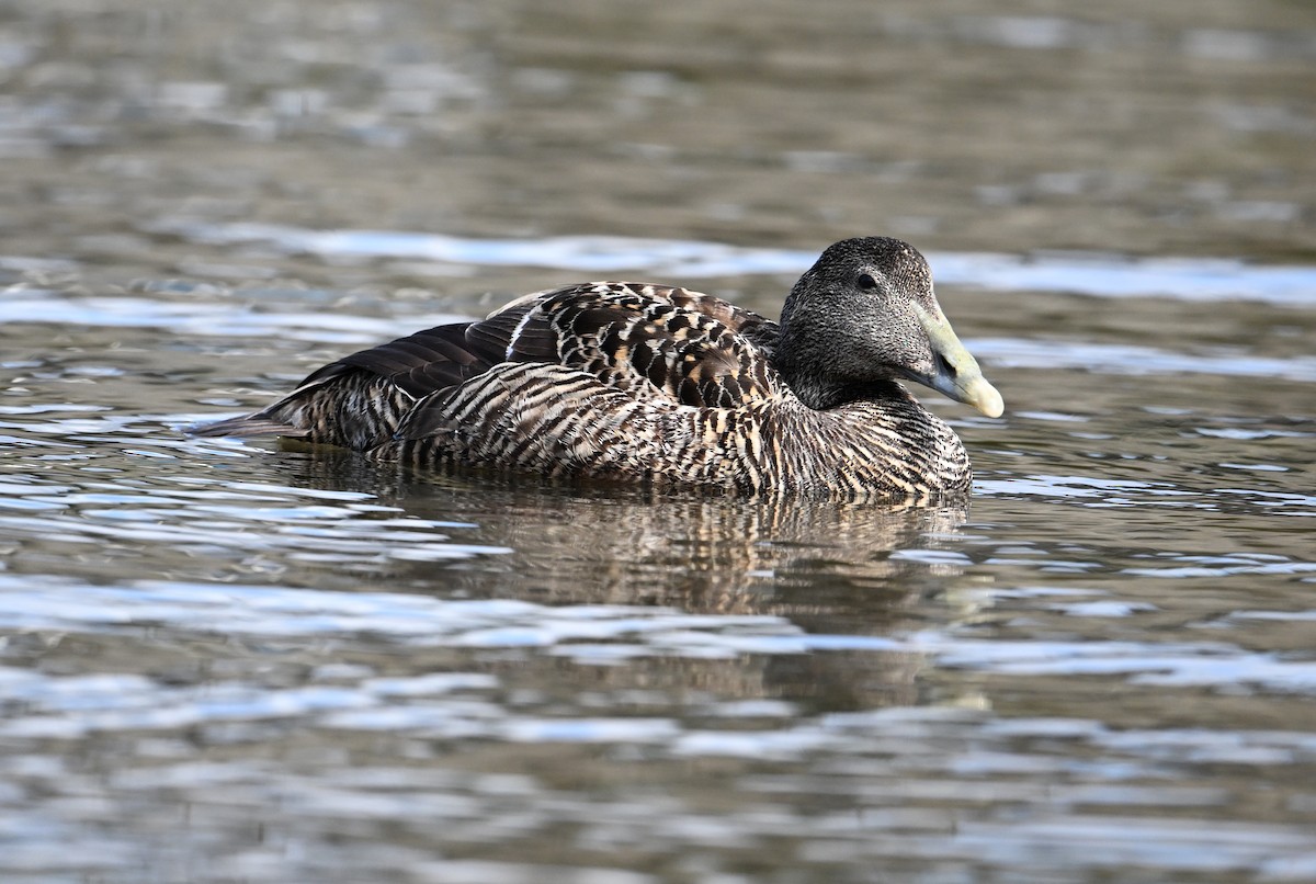 Common Eider (Eurasian) - ML622966186