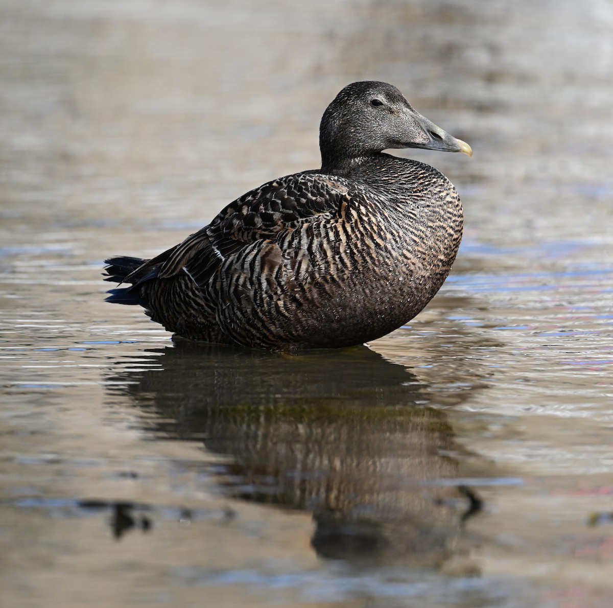 Common Eider (Eurasian) - ML622966187